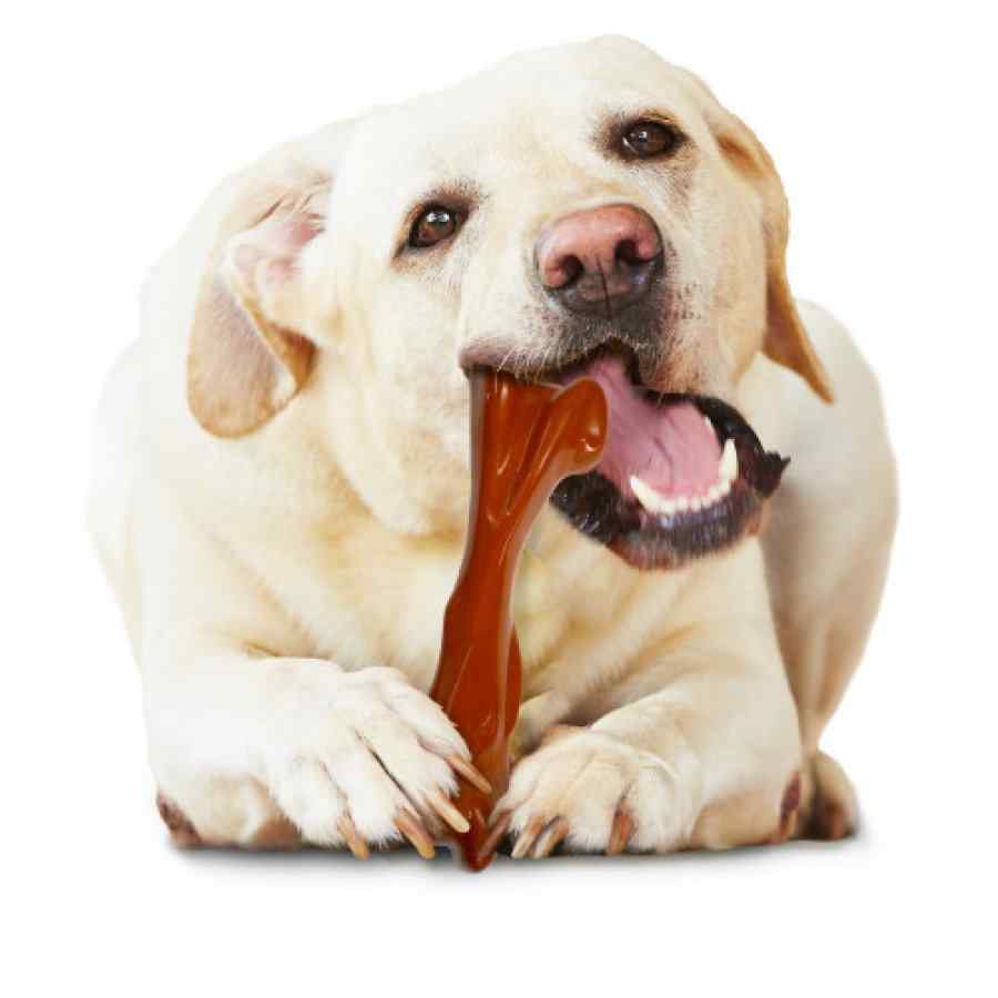 Nylabone Hueso De Bisonte Masticable, Sabor Bisonte L, , large image number null