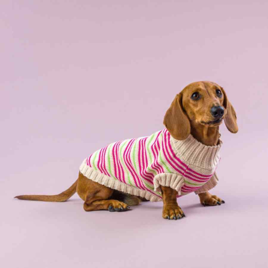 Sweater Para Perro Neon Stripes, , large image number null